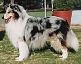 Flash, now 11 years old is the father of Chloe and the grandfather of Bonnies Babies. He was voted as the best Blue merle in australia and 1 of the most important Imports bought into Australia. He is a winner of the dog ch at the collie national.